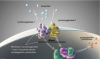 (3.) Ibuprofen treats inflammation and asserts its effects by blocking the cyclooxygenase 1 and cyclooxygenase 2 enzymes, which prevents the production of prostaglandins involved in pain transmission.