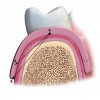 Fig 3. Schematic illustration demonstrating cross-sectional view of CD seating over edentulous ridge. Note difference of base extension as indicated by arrows; R = center of rotation, A = periphery of metal base of MC (dotted line), B = periphery of acrylic base of FC (solid line).