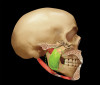 (3.) The closing muscles of the left jaw.